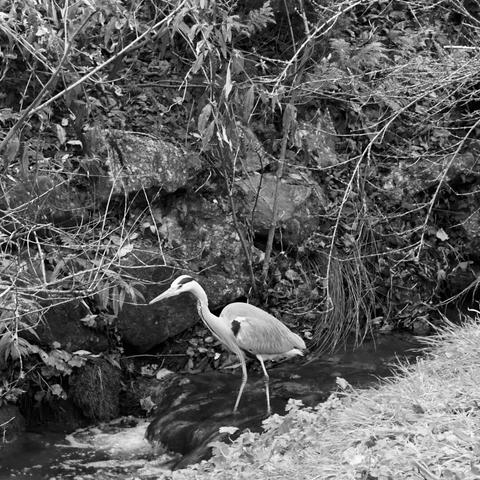A grey heron standing in the small brook behind our house. Applied the iPhone’s Mono filter.