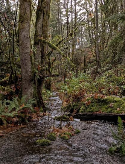 A serene forest scene featuring a gentle stream meandering through the woods. Tall trees, some covered in moss, frame the stream while vibrant green foliage and scattered fallen leaves adorn the forest floor. The atmosphere is calm, with a hint of mist in the air.