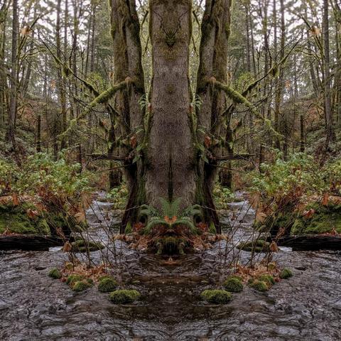 A tranquil forest scene depicts a stream flowing through a wooded area. The image features a prominent, moss-covered tree at the center, which is mirrored in the composition. Lush ferns and various green plants frame the water's edge, while the atmosphere is calm and slightly overcast, enhancing the natural beauty of the surroundings.