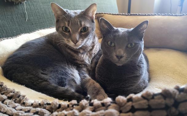 A pale grey-and-white stripey cat and a block-colour dark grey cat, both with green eyes, snuggling together in a giant cream-coloured dog bed. The lighter cat is the brother of the younger cat and has his paw protectively around her.
