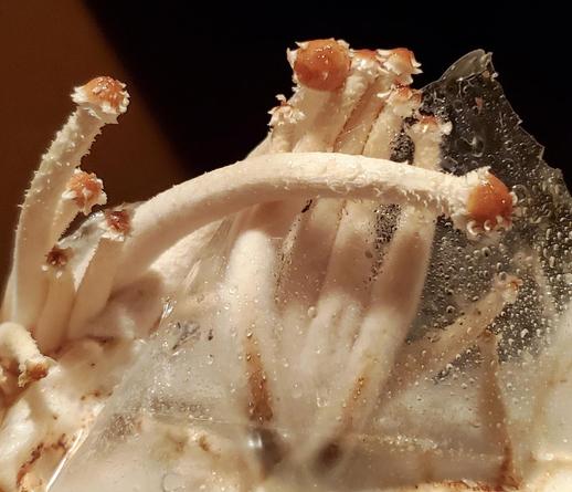 Baby chestnut mushrooms in plastic growing container. It has elongated, white stems and distinct orange-brown caps. Condensation is visible - it's just been misted with water. Close up of part of my grow kit.