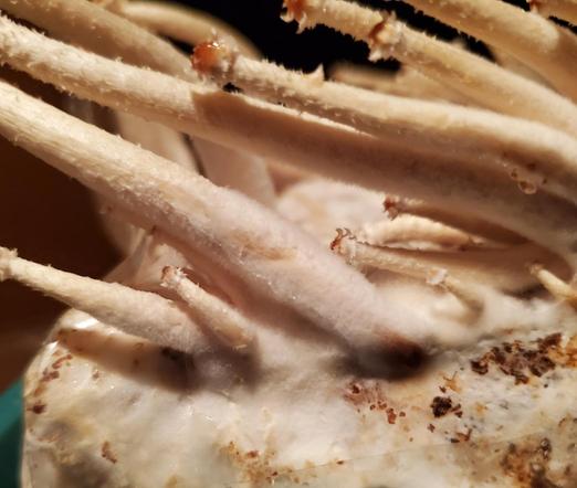 Baby chestnut mushrooms growing in plastic growing container. Closeup of their elongated, white stems & distinctive orangish-brown caps at young stages.