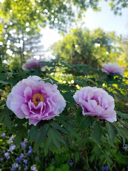 Closeup view of dinner plate sized pink to purple highly ruffled tree peony blooms with tufts of golden stamens at the centers. Out of focus deep green foliage surrounds the blooms, with additional blooms on the other side of the chest high shrub. Spring green vegetation is in the background on a bright sunny spring day.