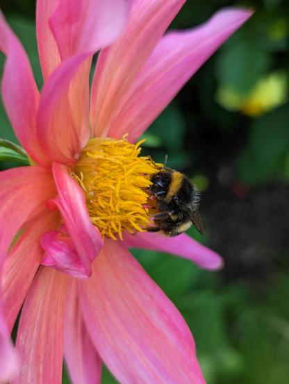 Bumblebee on anthers that form the yellow central spot of a large pink flower. Out of focus greenery in the background.