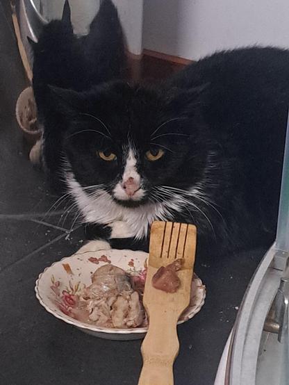 A black and white cat with distinctive yellow eyes lies on a dark surface near a small floral bowl containing food. A wooden fork rests next to the bowl, with some food on it. The cat appears grumpy & curious, looking directly at the viewer.