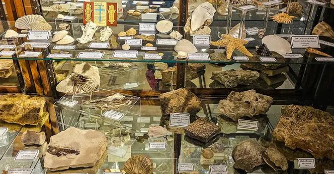 Labeled collection of fossils.