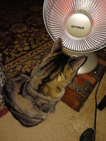 color photo tabby Wilma sitting close to heater