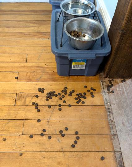 A picture of a dog bowl with dog food scattered about the floor. They have all been licked clean of treat dust.
