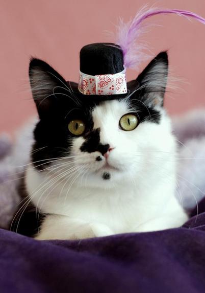 Portrait of a several month old black and white kitten gazing at the camera, wearing a little black bowler hat that has white and red heart themed trim, and a pink feather sticking jauntily up. Sprocket has not yet grown his super big ruff, but he is very plushy.