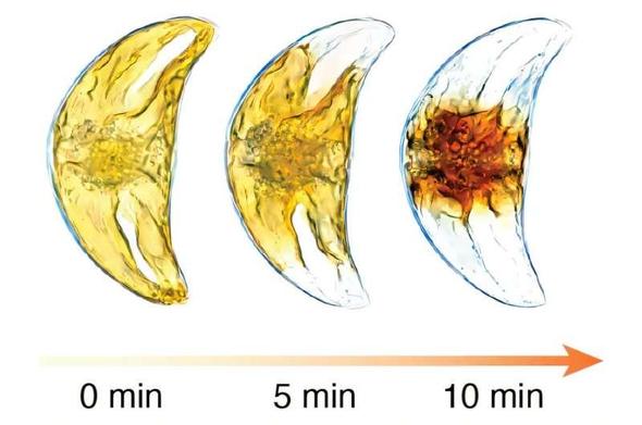 3 photos of a croissant-shaped microbe showing its honey-colored inner material retreating to the center after exposure to light