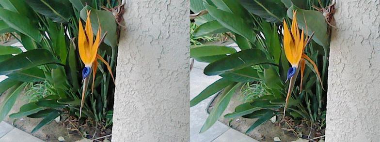 A vibrant bird of paradise flower with striking orange and blue petals is partially obscured by a light-colored textured wall, surrounded by lush green leaves.