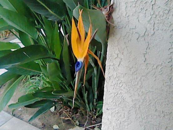 A bird of paradise flower with vibrant orange and blue colors is growing next to a textured wall, surrounded by green foliage.