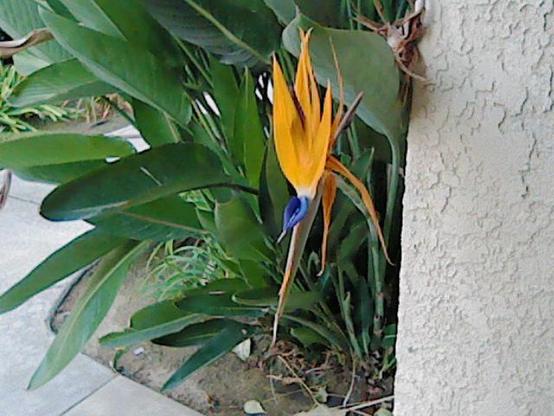 A vibrant bird of paradise flower is growing next to a stucco wall and surrounded by lush green leaves.