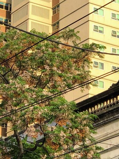 A warm yellow photo showing a closeup of an apartment building facade with regular square windows, in front is a purple flowering jacaranda and in front of that a lattice of tram and power lines.