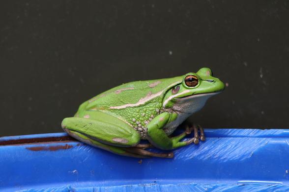 Looking to the right, the gold and green bell frog is keeping an eye on you, the viewer