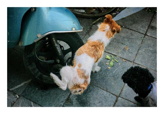 This image features two small dogs on a paved street. In the foreground, there is a small brown-and-white dog standing near the wheel of a parked blue scooter. The dog appears to be lifting one leg, likely urinating against the scooter tire. To the right of the frame is another dog, smaller and black with curly fur, possibly a poodle or similar breed, wearing a light-colored harness or clothing. The background shows some leaves and debris scattered on the pavement. The setting suggests a casual outdoor urban area.