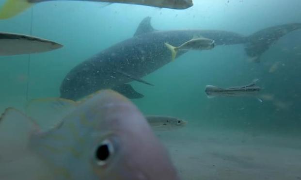 la-faune-sous-marine-au-pied-de-la-jetee-de-navarre-video