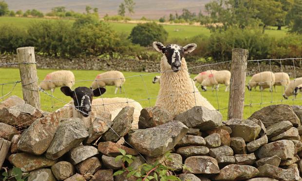 two sheep looking over a dry stone wall at the photographer