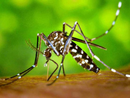 Aedes aegypti