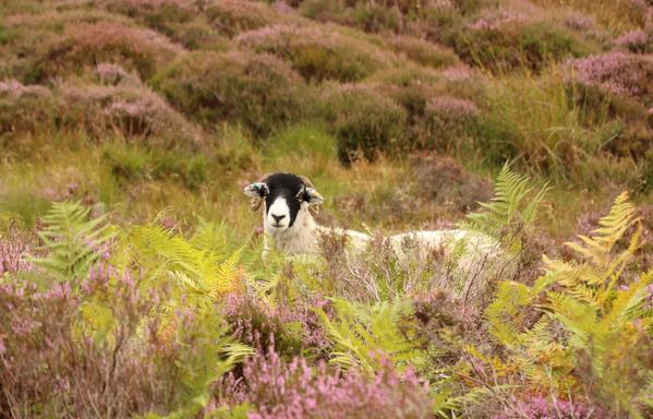 a photo of a sheep looking a the photography, peering above the heather and bracken
