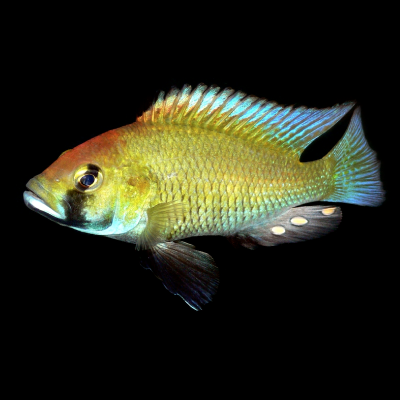 Astatotilapia calliptera  - a beautiful colourful male cichlid fish known to be polymorphic for rhodopsin genes, against a black background.