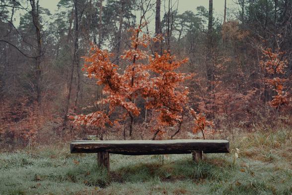 An empty wooden bench sits in a peaceful forest clearing, surrounded by vibrant orange autumn leaves. The ground is lightly frosted, adding a sense of chill to the air, while the backdrop of tall trees creates a serene and tranquil atmosphere.