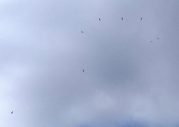 Nuboplena ĉielo. Ok grandaj birdoj ĉirkaŭflugas alte.