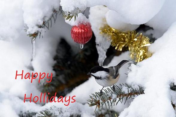 The head of the bird is just right and below the middle of the photo.
Just above the middle is a ornament and right of that some gold tinsel.
To the left is the message "Happy Hollidays"