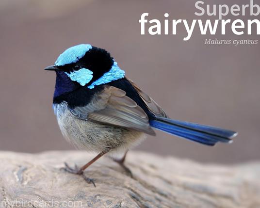 🌏 Superb fairywren (Malurus cyaneus)

The Superb fairywren is a small bird species endemic to Australia. The males (pictured) exhibit vibrant plumage during the breeding season, characterized by their brilliant blue feathers on the head, upper body, and tail. Their wings and lower body are mostly brown. In contrast, the females have predominantly brown plumage with a patch of blue around the tail base. The habitat of the Superb fairywren consists of dense shrubs and undergrowth, particularly in woodland, heathland, and coastal areas. GPT-3.5 (Edited)

Conservation status: Least Concern (IUCN 3.1) 

📷: Photo by yjchua via Pixabay

RXTF