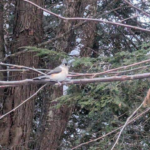 Tufted titmouse on a branch