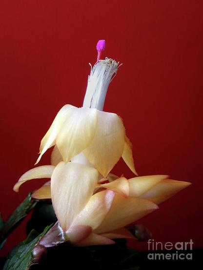 Our grandmothers worshiped the Christmas cactus, plants of the genus Schlumbergera are part of the family Cactaceae (Cactus). They are epiphytes. The cactus is still a common decoration of our homes - especially at Christmas time when the flowers in red, purple, orange, yellow, white and pink are in full bloom.