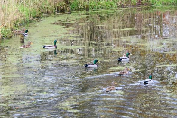 Five pairs of Mallard on a lake with a covering of duck weed in parts.