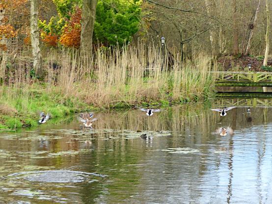 Ducks take of from a lake
