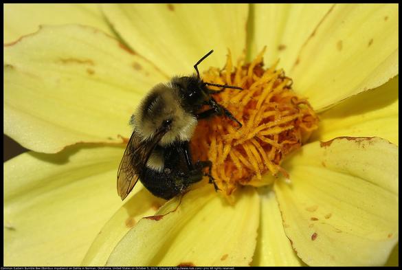 A Common Eastern Bumble Bee (Bombus impatiens) was pollinating the flower of a Dahlia cultivar in Norman, Oklahoma, United States on October 5, 2024.