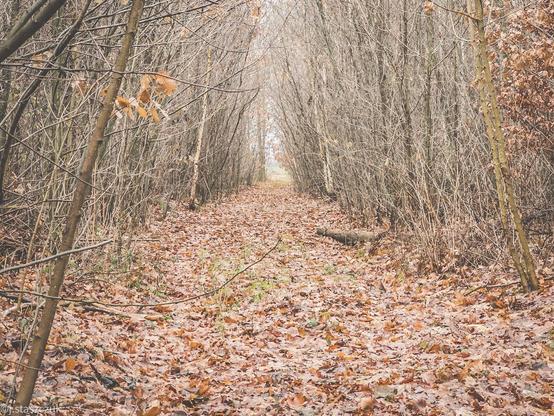 Wąska, pokryta liśćmi ścieżka biegnącą przez las. Po obu stronach nagie drzewa z pozostałymi jesiennymi liśćmi tworzą spokojną, naturalną scenerię.
