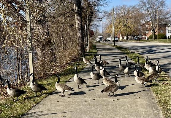 What should be an idyllic scene of an urban bike path with bare trees on either side and fallen leaves, except there’s a major traffic jam with a flock of geese blocking the path forward.