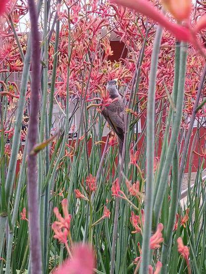 A noisy minor eating the nectar of red kangaroo paw.