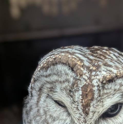 A barred owl with one eye closed. The photo was cropped so that he is off center and only his eyes and the top of his head shows to cut off some blood on his beak.