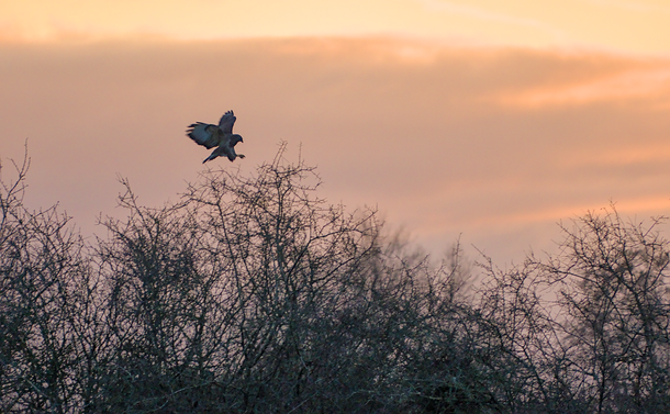 Une buse variable qui s'apprête à atterrir sur un gros buisson de branches sans feuilles. La scène est presque une silhouette dans le ciel du soir mais on distingue un peu les tâches claires du rapace.
A common buzzard preparing to land on a large bush of leafless branches. The scene is almost a silhouette in the evening sky, but the light spots of the bird of prey are slightly visible.