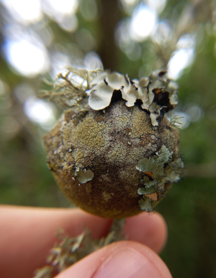 A photo showing a gall covered in lichen. A human hand holds the branch giving scale, it's about 2cm in diameter. The background is a green foresty blur. 

A dull light green and pale yellow-green mottled globe emerging from the stem of a plant. It's a study in textures applied to a spherical form. Some lichen are flakey, like petals, others, spindly like forked tongues, there are little black hairs and scabby textured patches: the continents of another world. The lichens are consuming the house a sneaky wasp induced the plant to grow for her larvae.

The wasp is long gone, and the procession of life continues.