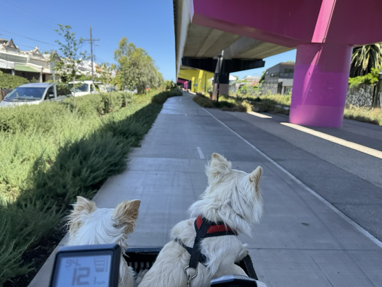 Two chihuahuas o n an e-bike under Skyrail