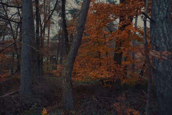 Good morning! A tranquil forest scene with vibrant orange autumn leaves standing out against the dark trunks of tall trees. Hidden among the trees, two wooden perches subtly blend into the background, adding an intriguing detail. The forest floor is scattered with fallen leaves and branches, creating a peaceful and mysterious atmosphere. In the distance, a glimpse of an open clearing adds depth to the composition.