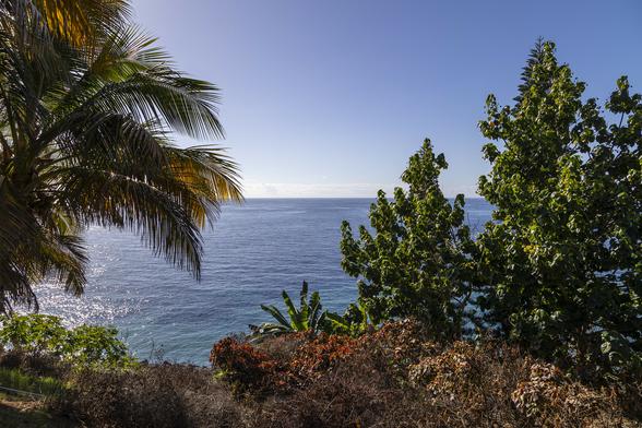 We're on a hill overlooking the sea. It's a nearly-cloudless day, bright and sunny with the sense of heat around tempered slightly by a slight breeze coming off the water. The sky is a deep blue and the sea reflects that, appearing barely rippled from this height above. The view to the water and horizon is framed by plants and trees around us. Large palm fronds are on the left of view and directly in front, low down, below the lip of the hill. Tall, thin trees with full, deep green leaves are to the right. Bushes at our feet, some shaded by the palms, have tones of browns and reds suggesting autumnal colours amongst the more tropical plants around.