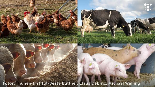 Fotocollage, die verschiedene Nutztiere zeigt: Hühner auf einer Weide, Rinder beim Fressen in einem Stall, Schweine im Stall, und Kühe auf einer grünen Wiese. Unten sind die Bildcredits aufgeführt: Fotos vom Thünen-Institut, Beate Büttner, Claus Deblitz, Michael Welling."