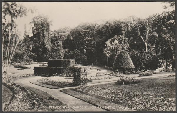 Monochrome real photographic postcard showing a view of the ornamental walk at Peradeniya Gardens in Ceylon.
Published by Plâté Ltd, Ceylon, No 30, c.1920s.
Postally unused.
Very good condition, with very slight corner bumps.