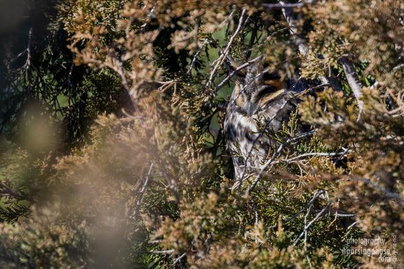 A well-camouflaged owl with bold tufts above its eyes rests in a conifer.