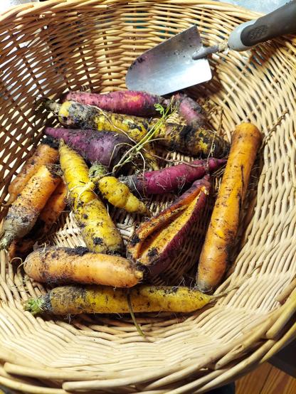 Orange, red, and yellow carrots in a harvesting basket with a trowel.