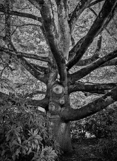 Black and white photo of a large, majestic tree with thick, sprawling branches that spread outwards. The trunk has several circular patterns, indicating where branches were once cut. Surrounding the base of the tree are lush, dark green plants, contrasting with the tree's textured bark and the surrounding light filtering through the leaves.