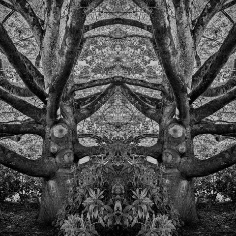 Black and white image depicting a large tree with wide, intricate branches and textured bark. The symmetrical layout showcases the tree’s sprawling limbs extending outward. In the foreground, green foliage forms a lush base, contrasting with the starkness of the tree's bark. The overall composition emphasizes the organic symmetry and complexity of the branches against a softer background.