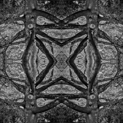 Black and white photo edit. A symmetrical kaleidoscopic view of a tree, rendered in black and white. The composition centers on a thick trunk with visible tree rings, flanked by multiple twisted branches extending outward. The background includes dense foliage, enhancing the intricate patterns formed by the branches. The interplay of light and shadow adds depth, creating a striking contrast in the monochromatic palette.